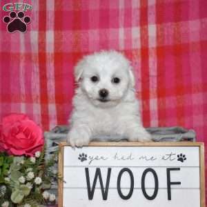 William (Tiny), Bichon Frise Puppy